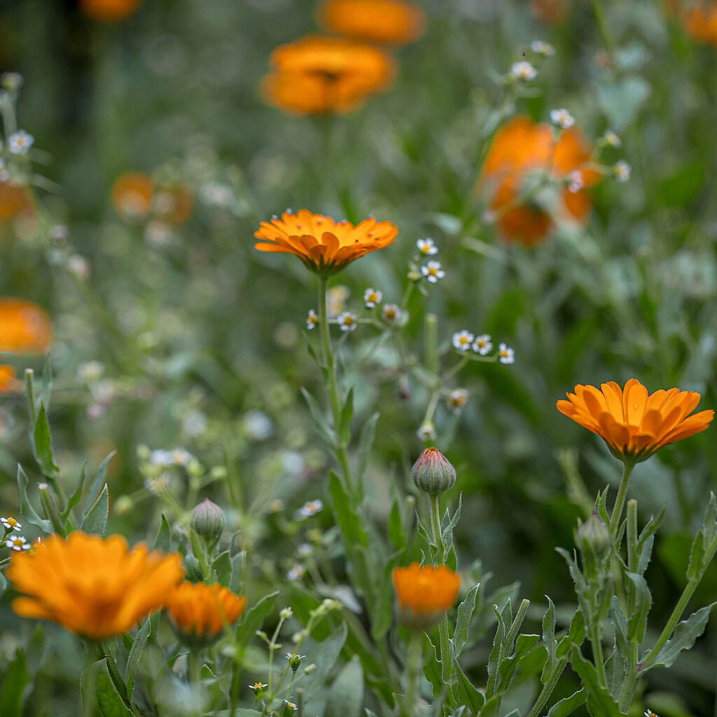 Calendulas