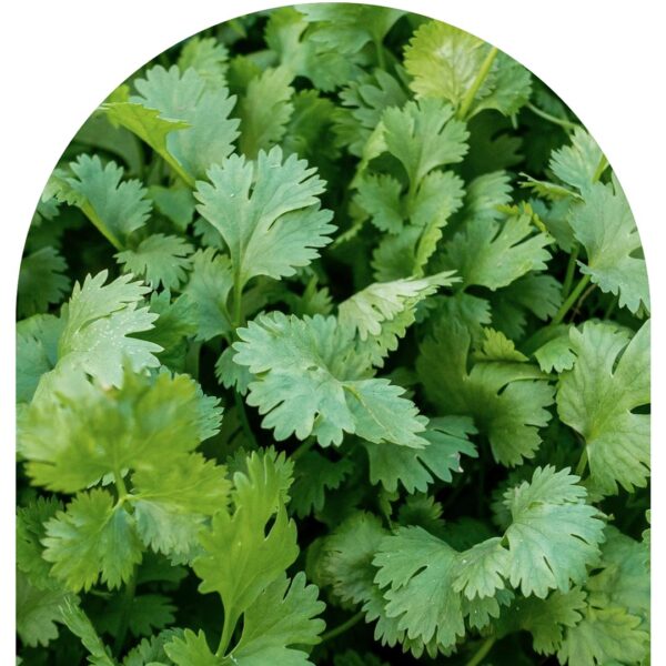 Cilantro