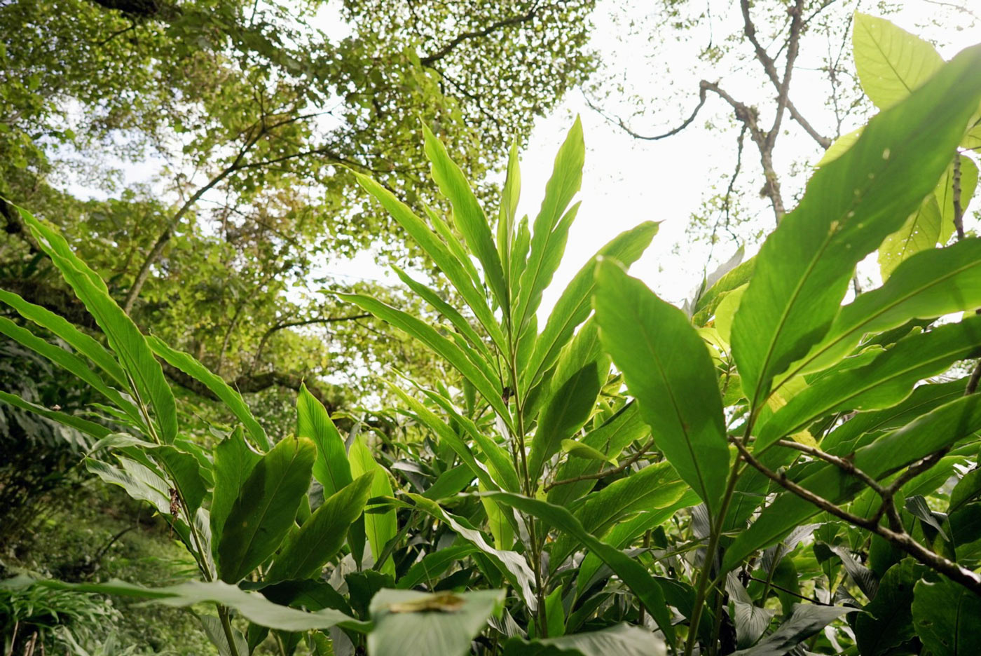 Cardamomo, Agua escondida